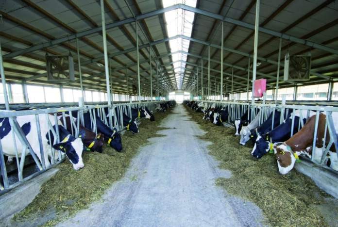 CARBOIDRATI IN RAZIONE