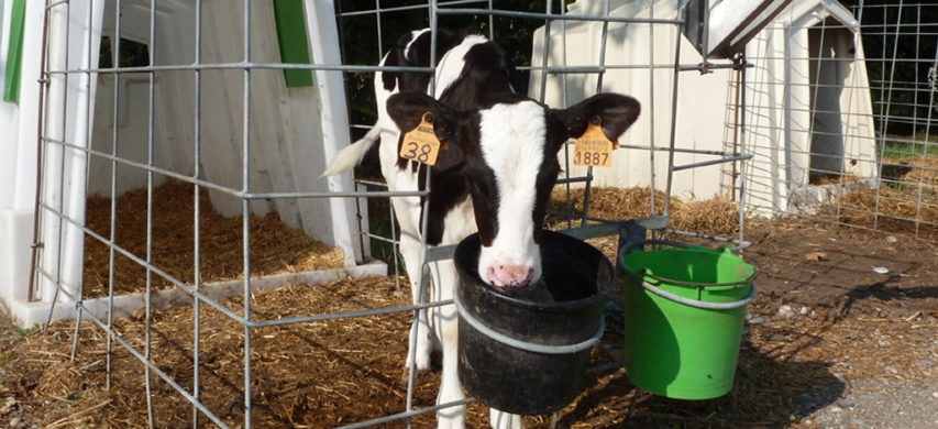 GESTIONE DEL VITELLO NEL PERIODO ESTIVO: PREVENIRE LO STRESS DA CALORE E PROMUOVERE LA CRESCITA