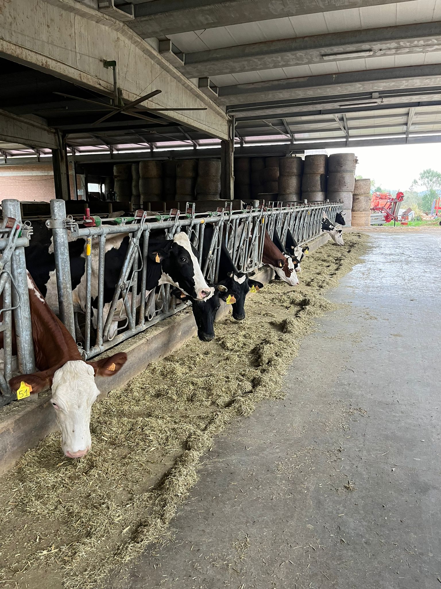 VACCHE IN RASTRELLIERA 2